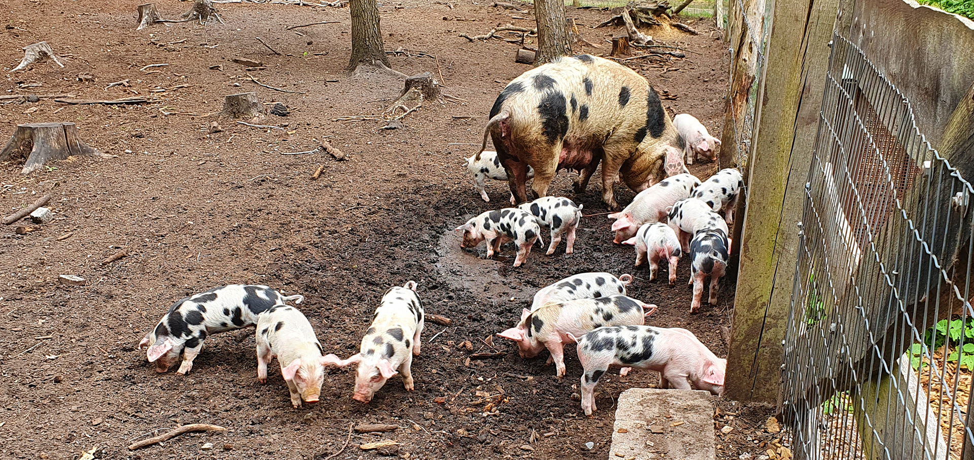 Fietstocht vanuit De Kuip