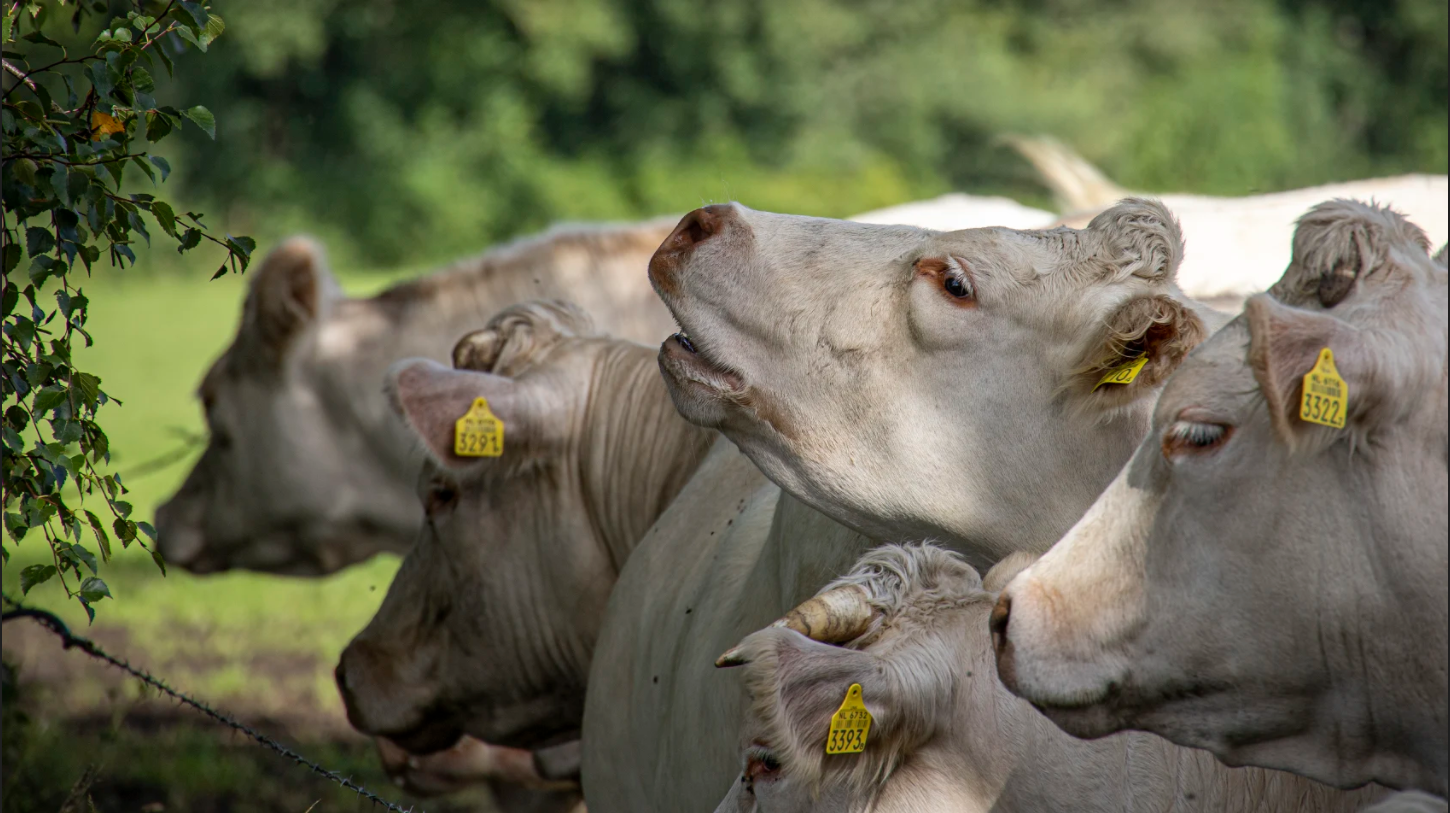 Fotowedstrijd 1 - De Kuip - 2